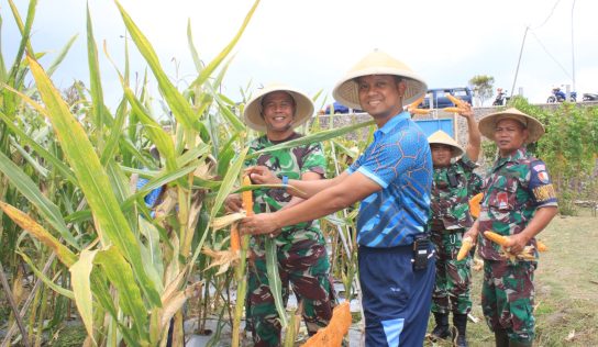 Lanud Adisutjipto Panen Jagung di Lahan Ketahanan Pangan, Buktikan Komitmen Dukung Ketahanan Pangan Nasional