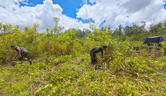 Satgas Yonif 403/WP Buka Lahan Kebun Produktif di Perbatasan RI-PNG, Dukung Ketahanan Pangan Masyarakat Mandekman